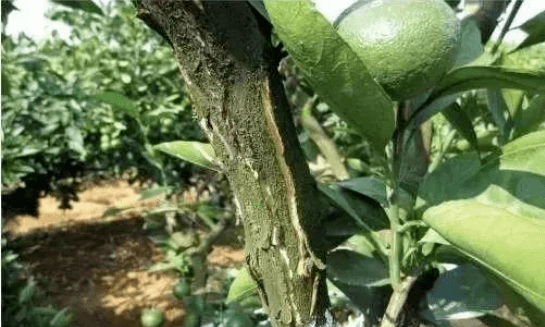 柑橘爆皮虫如何防治注意作好橘树抗旱工作