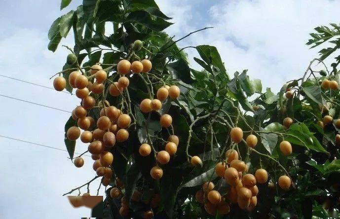 有多少人吃过?有这些好处哦