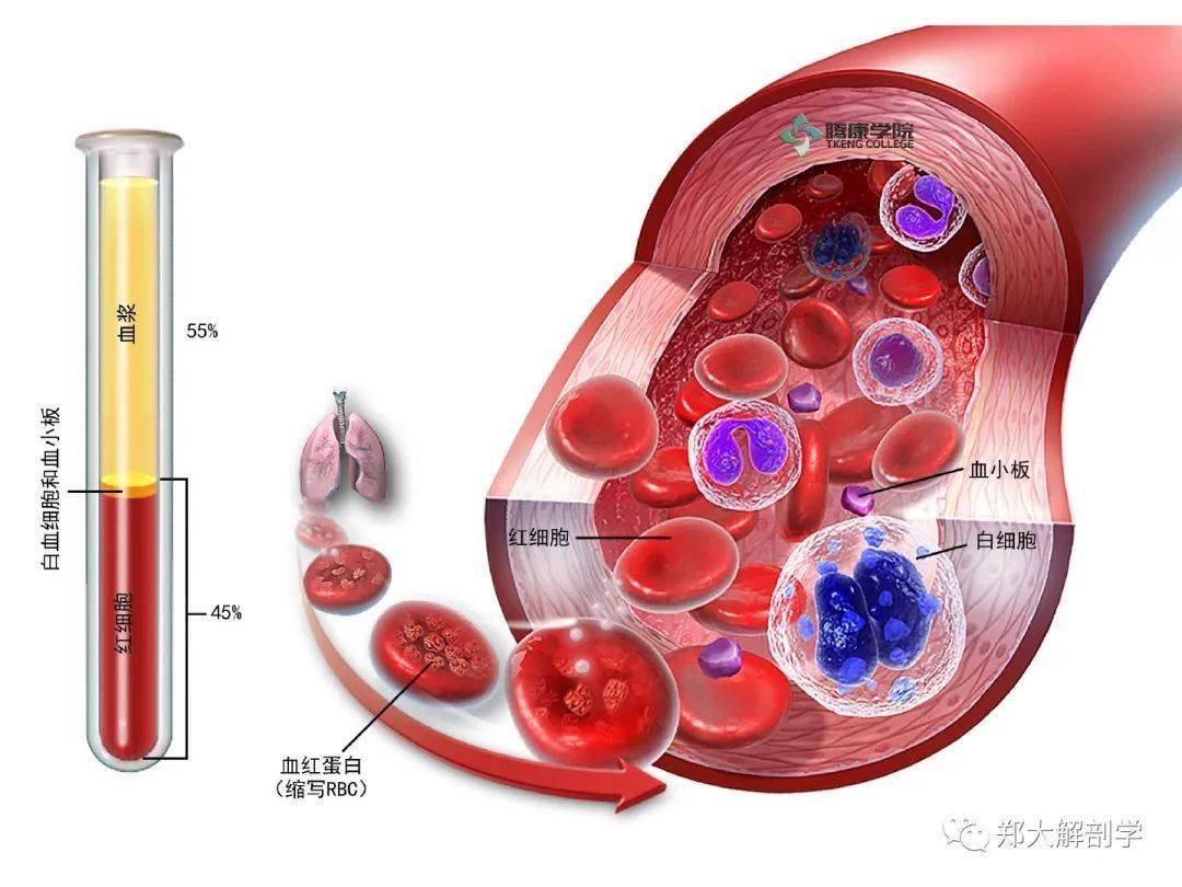 红细胞血袋图片