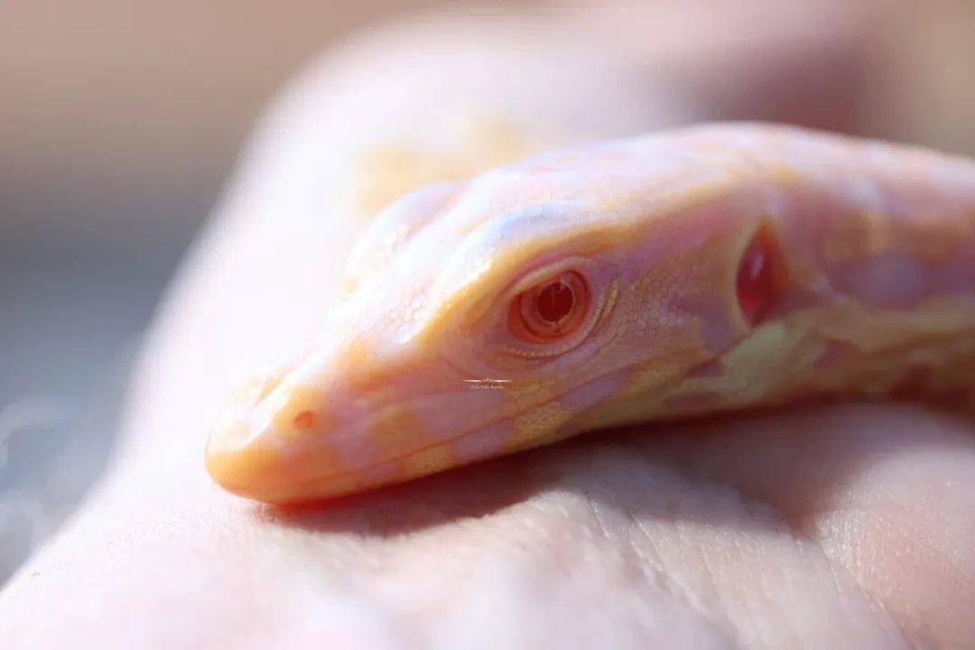 全球首例人工孵化白化泽巨蜥绝对是你难以抗拒的网红美味