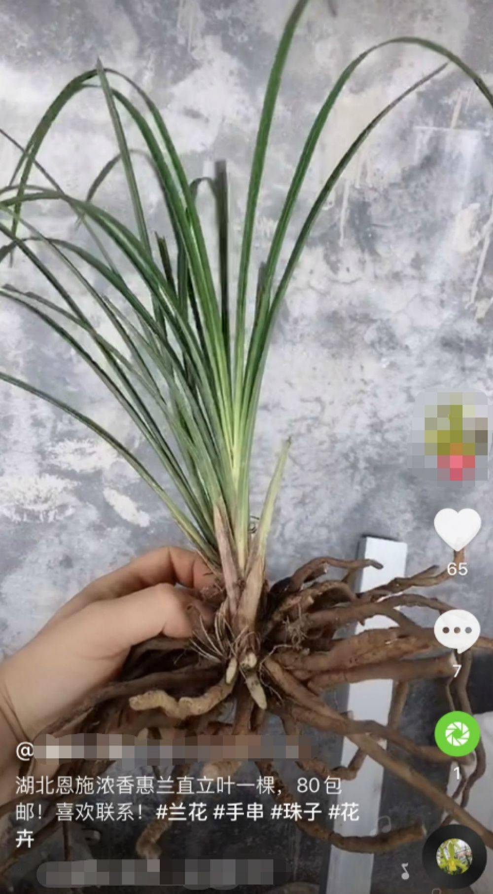 野生兰花被成吨收购