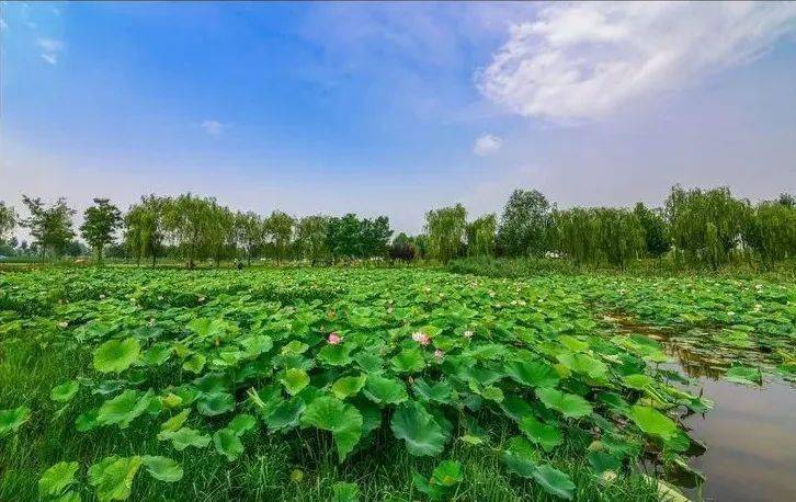 菏泽城北七里河湿地公园李洪周段有一片原生态天然红荷塘,碧绿的荷叶