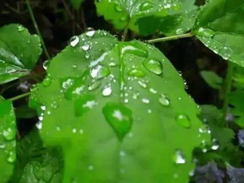 今天白天到夜間除大連地區外,其他地方都有陣雨或雷陣雨,其中瀋陽