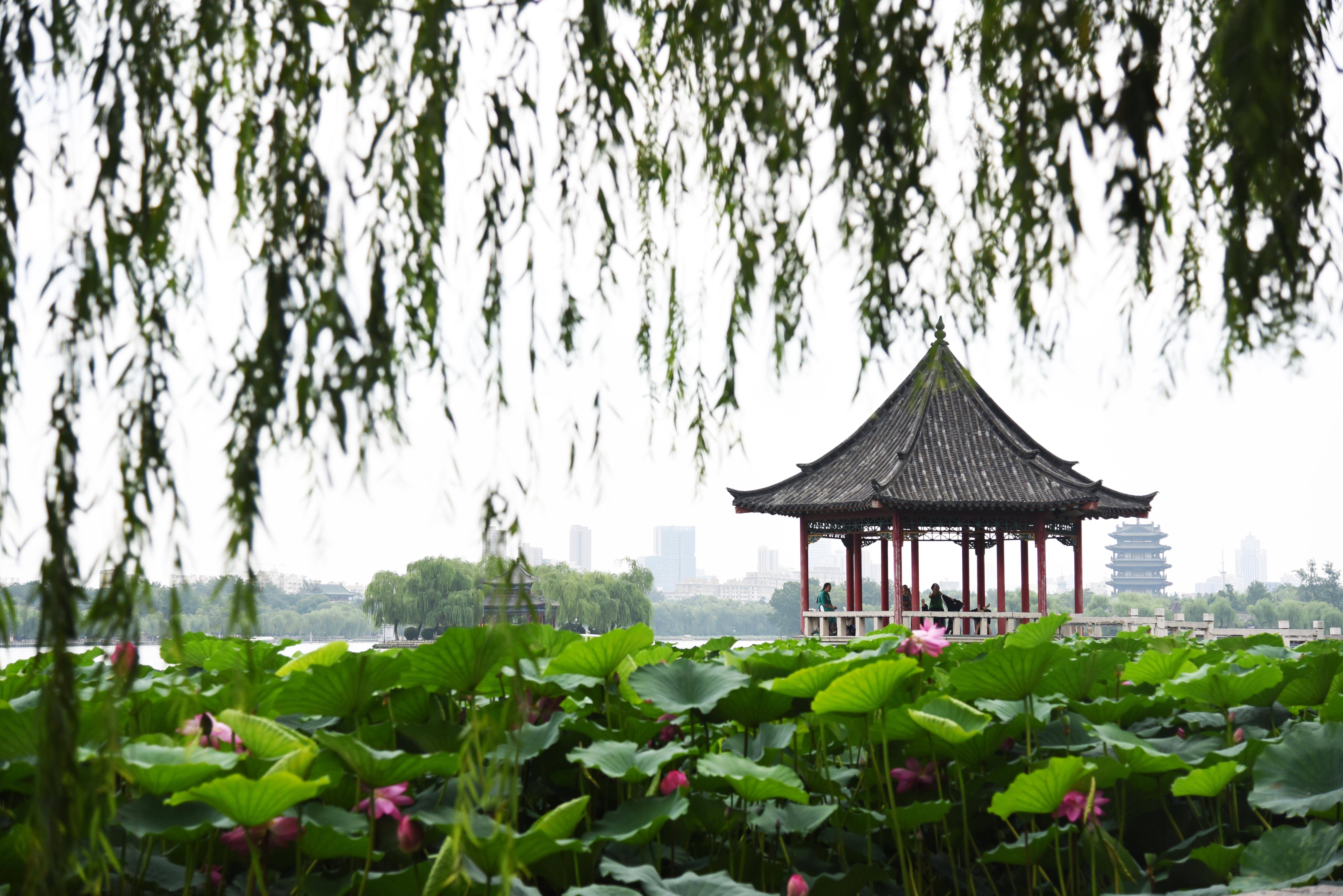 济南大明湖畔的夏雨荷图片