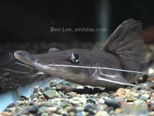 每天认识一种南美鱼59狐狸鸭嘴i型