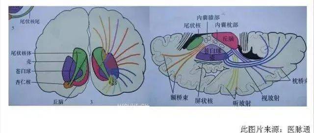 放射冠與半卵圓中心的區別