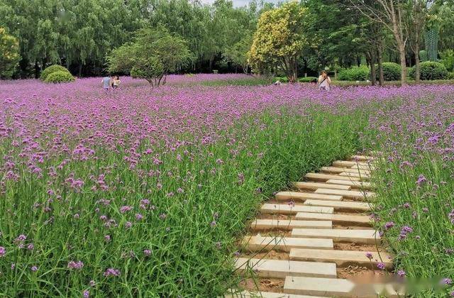绝美的打卡地宝鸡渭河公园花海走起