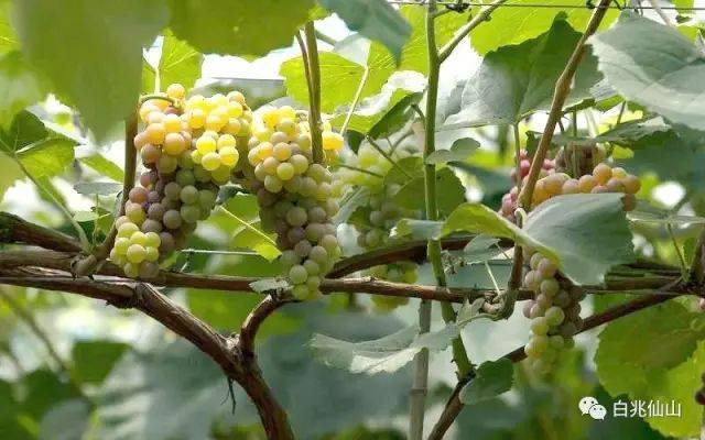 小蜜蜂,肉软多汁,香甜如蜜近年来,白兆山葡萄园引进美国经典葡萄