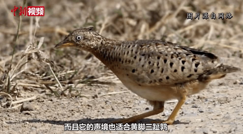 给大山不明声响加音效,说是"龙叫""鬼叫",2人被行拘