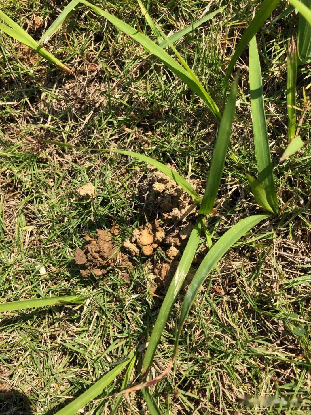 野外捡点疙瘩土碾碎往花盆一撒省钱还实用