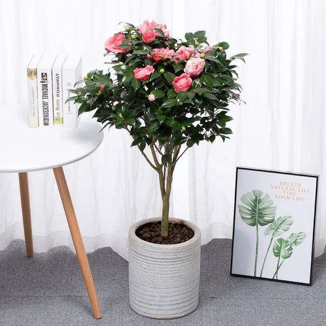 10种长寿树越养越值钱老了就是传家宝