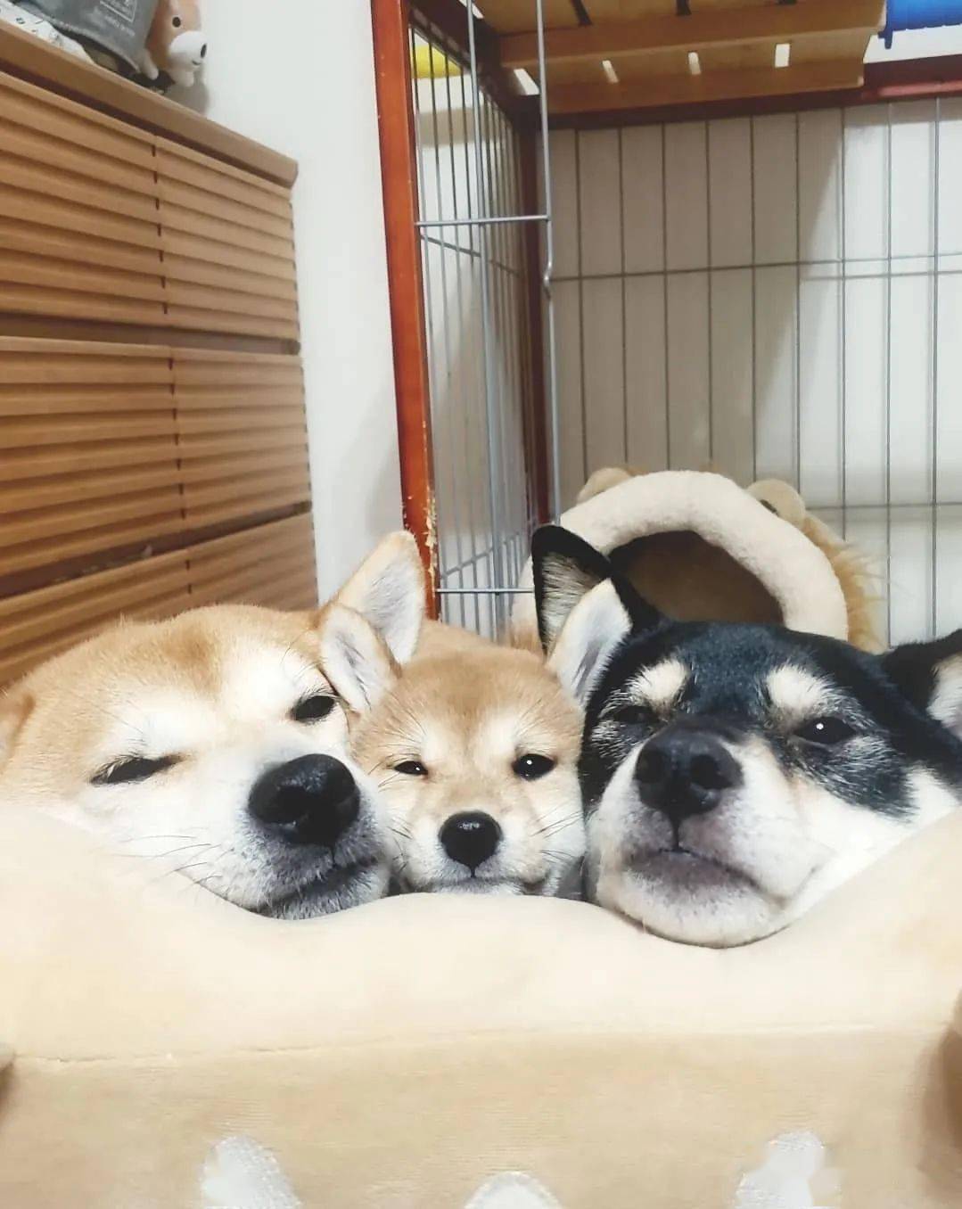 柴犬三姐妹的甜蜜日常,各种合照简直就是闺蜜照模板啊