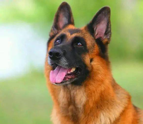 德国牧羊犬:需要凶悍,还是温柔!