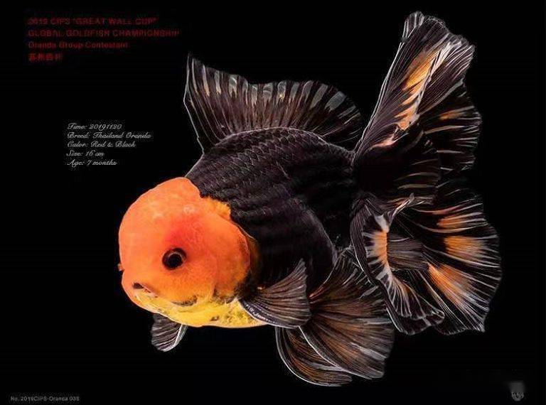 西朴金鱼,泰国s渔场,泰国顶级三色ck渔场授权代理.