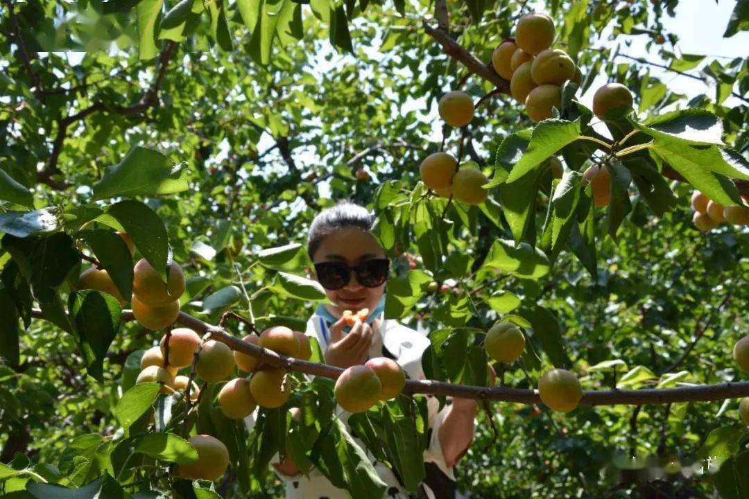 土右旗第十二届中国金杏节暨三娘子旅游文化节开幕02时光穿越四百年