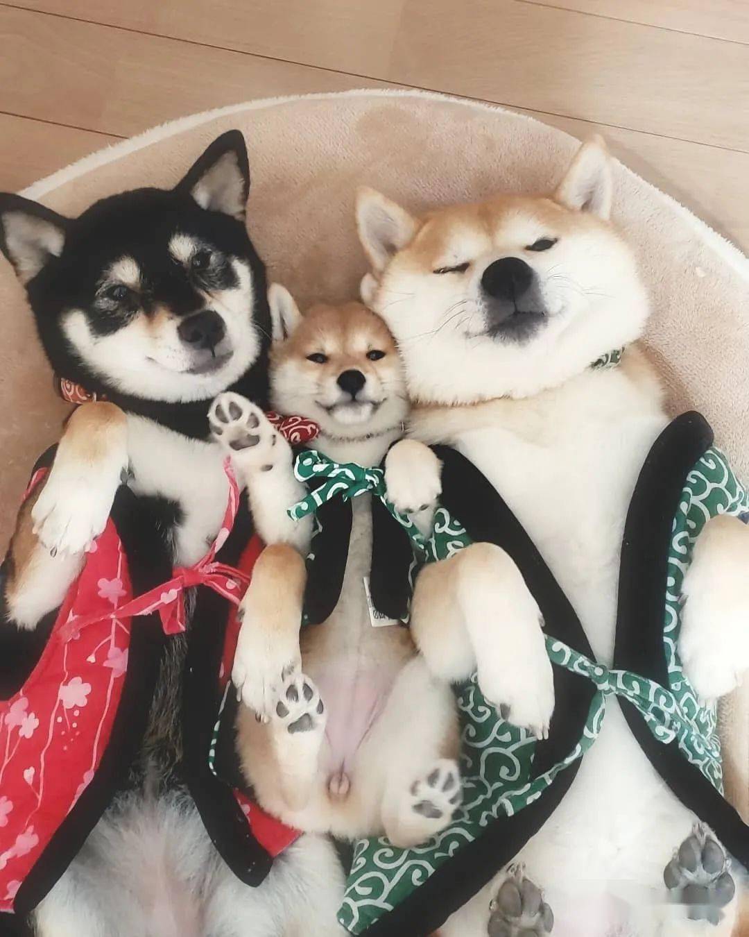 柴犬三姐妹的甜蜜日常,各种合照简直就是闺蜜照模板啊