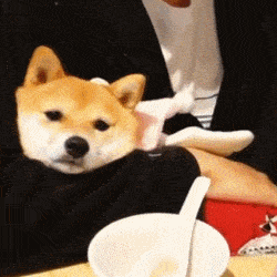 250_250gif 动态图 动图