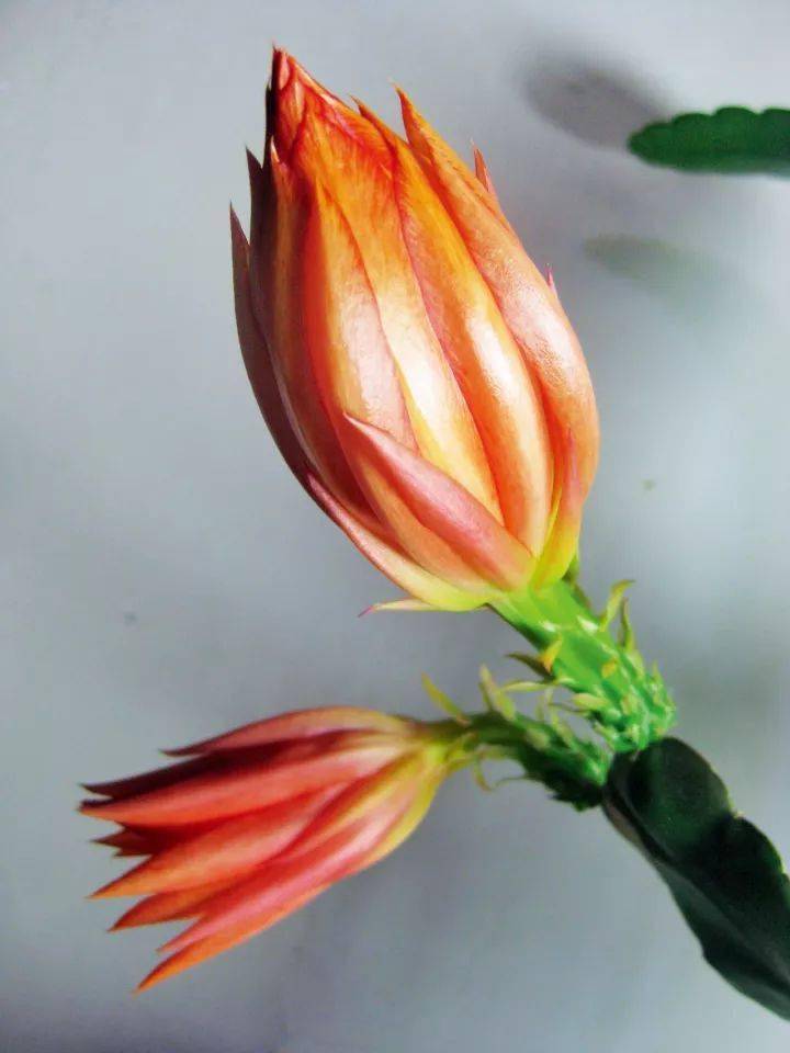 (花卉)令箭新品---金皇后