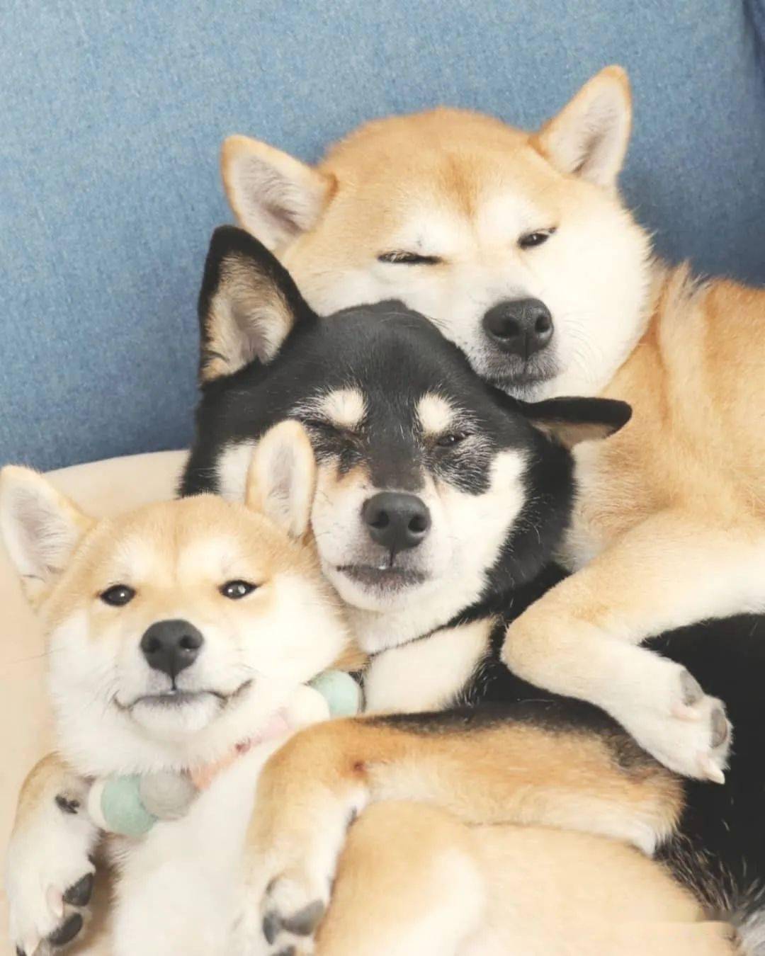 柴犬三姐妹的甜蜜日常各种合照简直就是闺蜜照模板啊