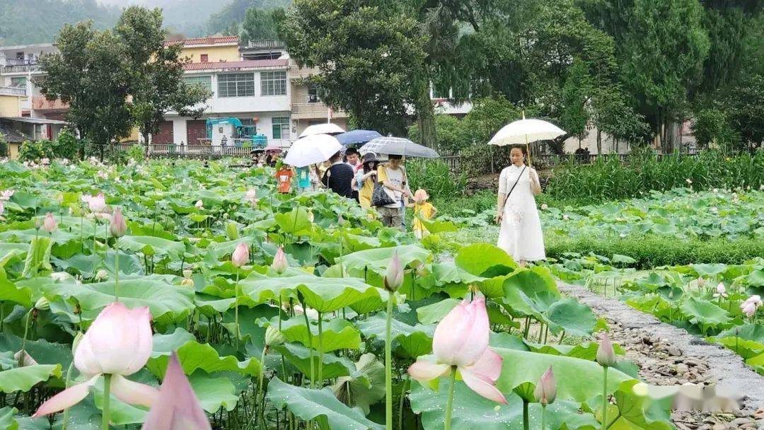 偷偷告诉你新湾乡回坑村的荷花好漂亮