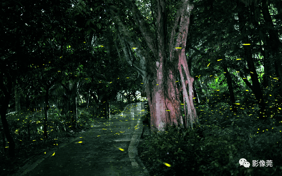 在东莞,发现那些夜间"小精灵"