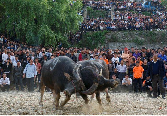 台江 ▏苗族风俗习惯之斗牛