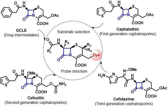 【综述】angew. chem.:南京工业大学黄维院士,李林教授团队在β-内酰