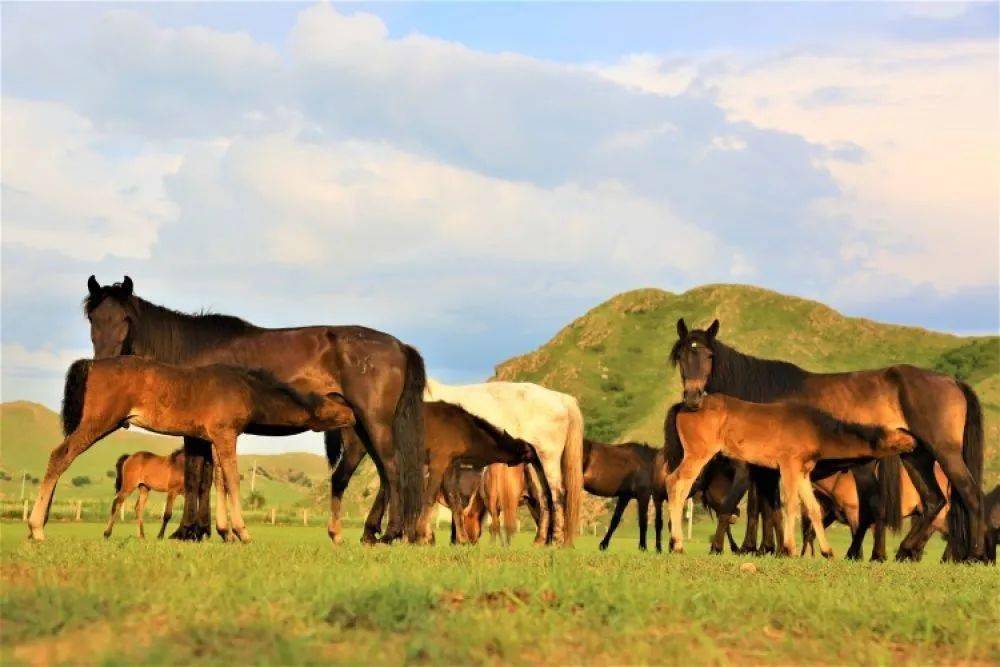 草原上流传千年的蒙古马文化打马印