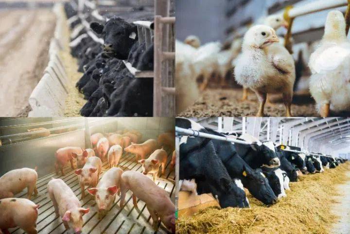 抗生素滥用,我们的猫狗还能不能放心吃肉?