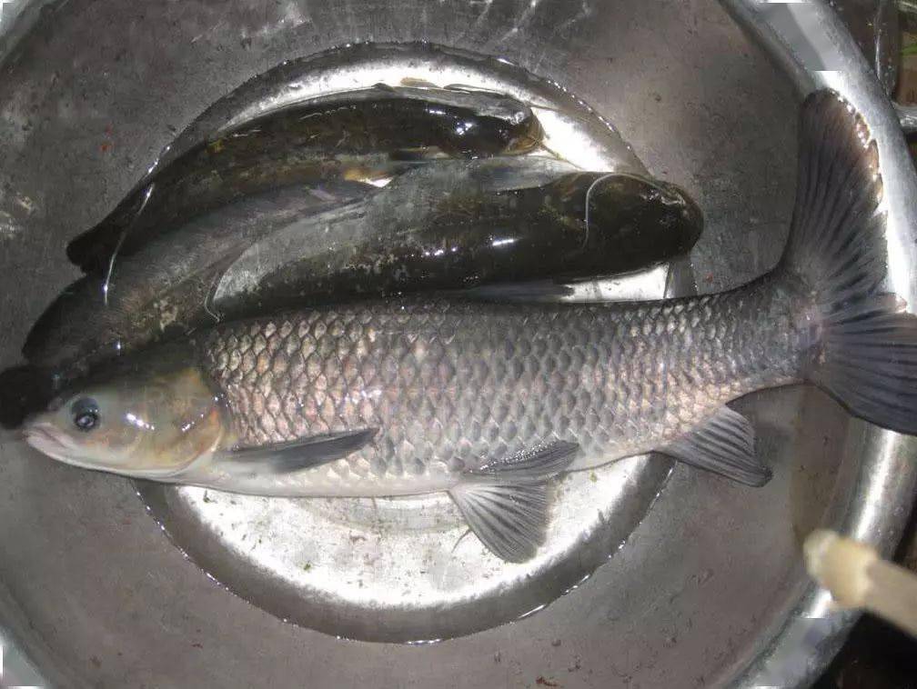 晚上的鱼很好钓,只要是荤腥的东西,剁碎,都能打窝.