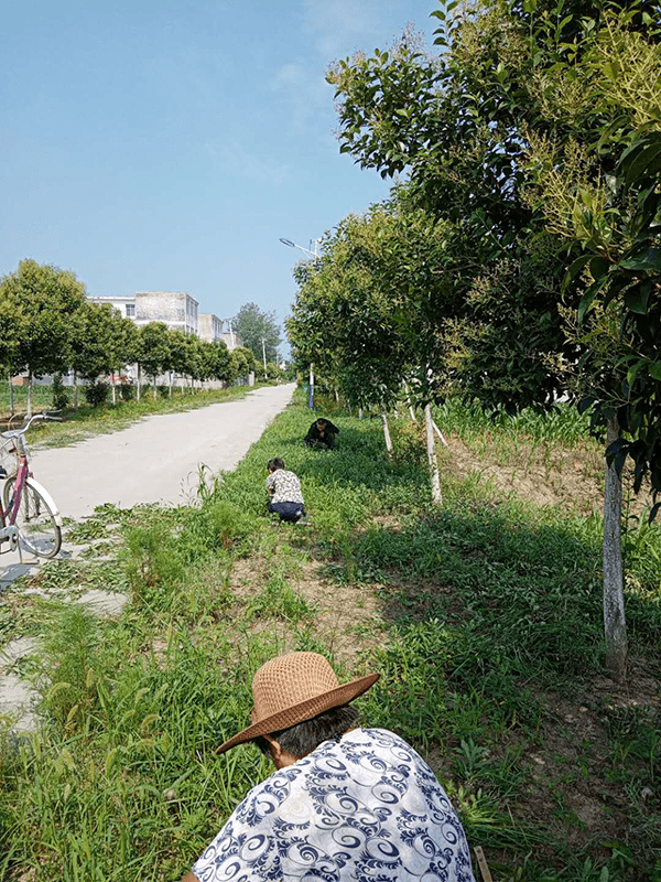 新蔡县化庄乡开展农村公路路肩杂草清理活动