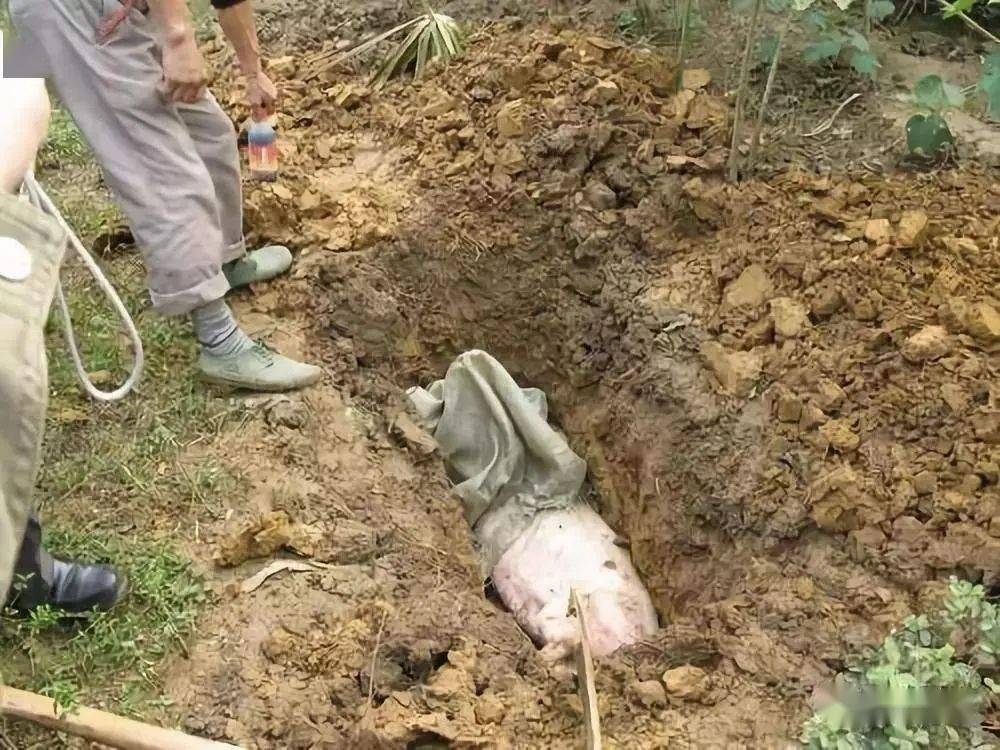 猪场内的病死猪并没有其他更好的处理方式,只能挖坑埋在猪场内部,此前