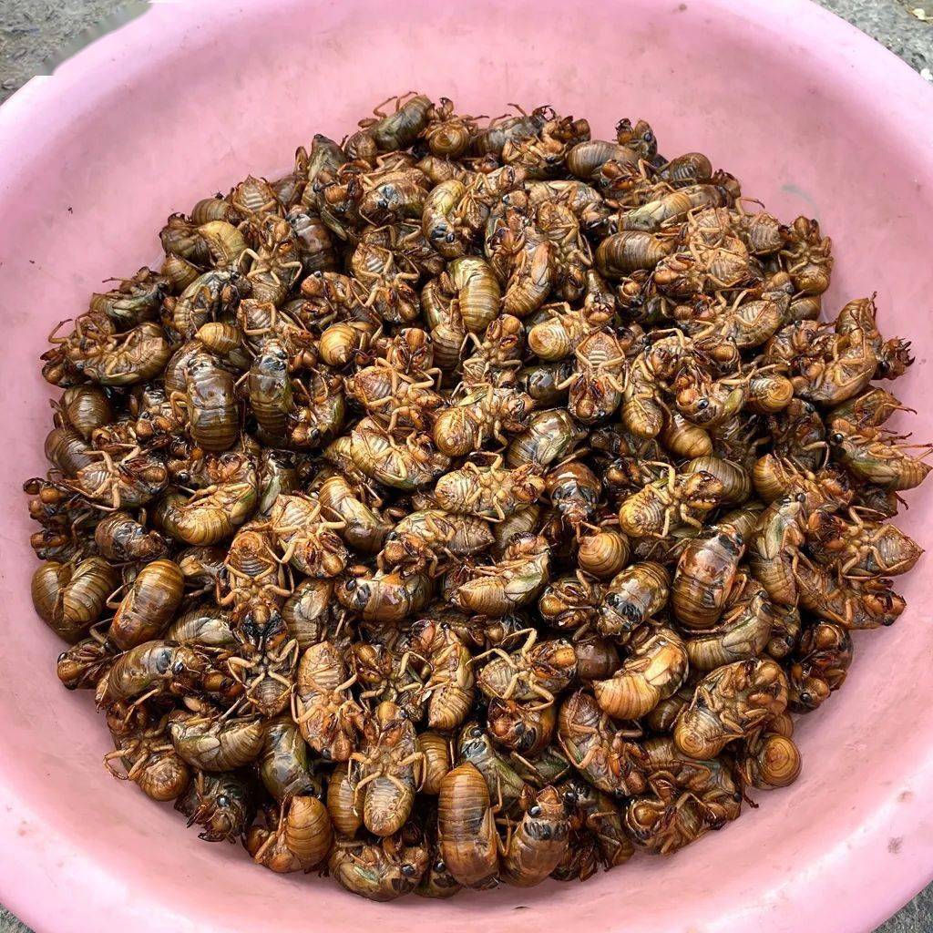 禁or不禁爬拉猴上市你买了吗