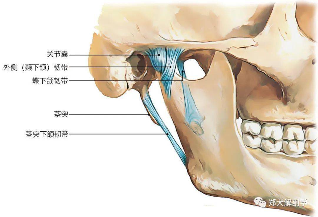 下颌关节结构图片