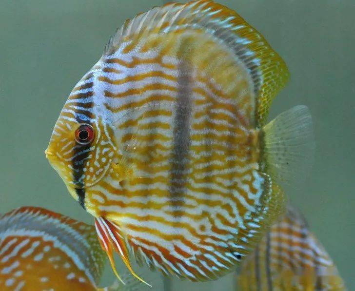 每天认识一种南美鱼81黑格尔七彩