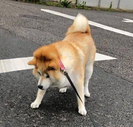 狗子拒绝散步,主人拉的脸都变形了就是不走,笑喷了!