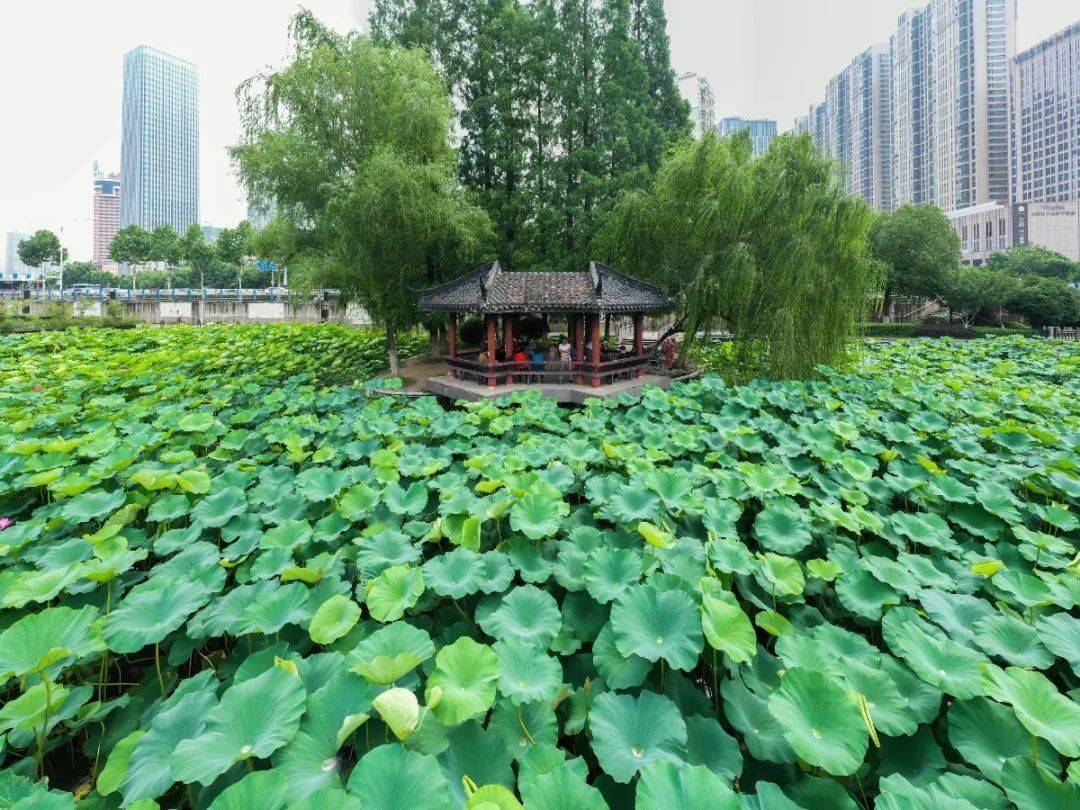 包河盛夏"荷"你相约～_荷花