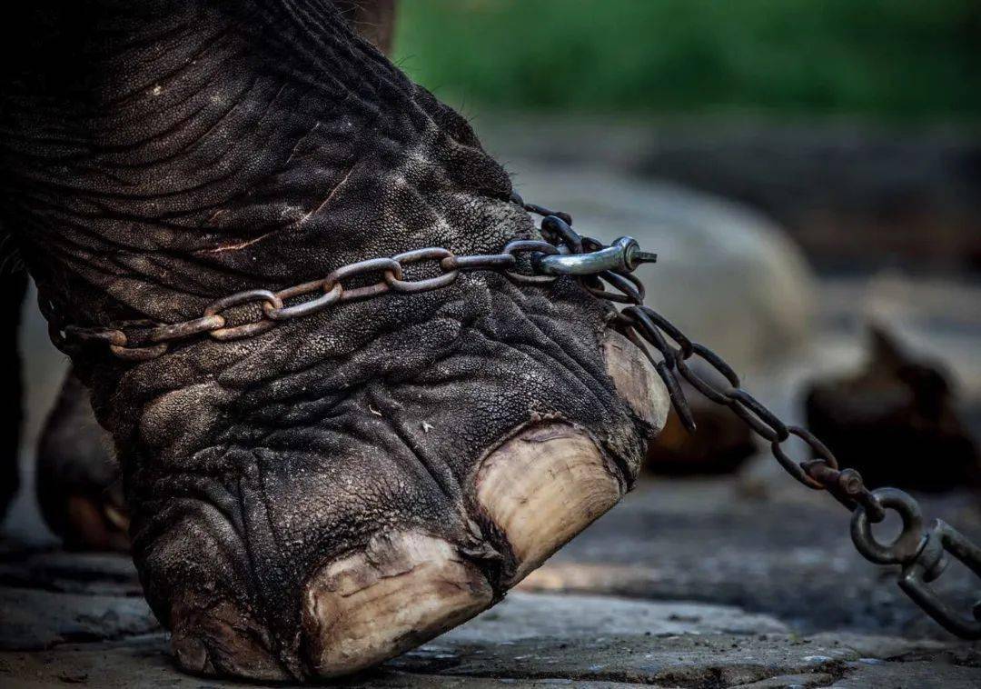 那只爱玩鼻子的小象长大后会变成啥样呢