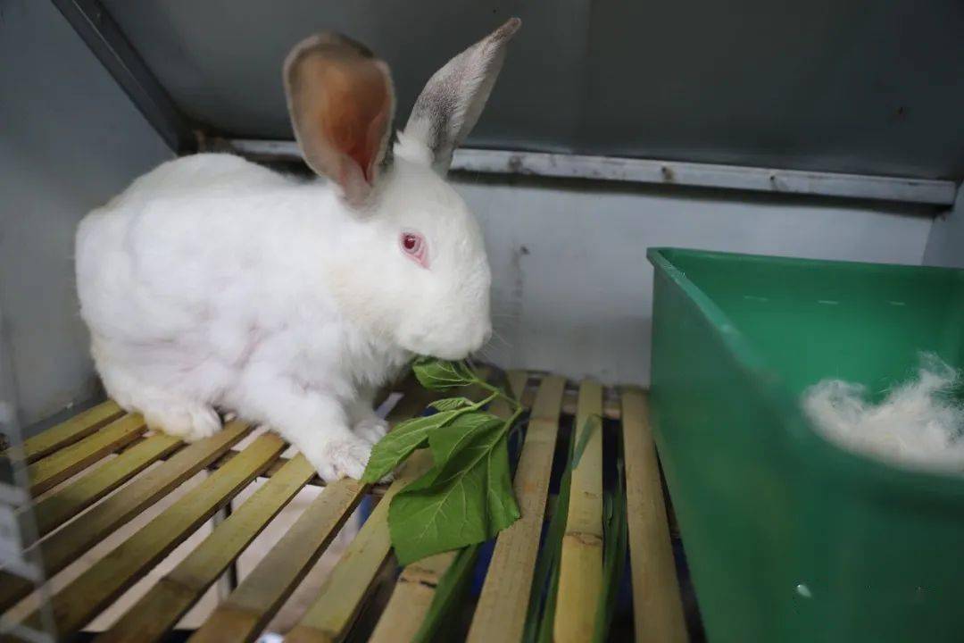 厉害九丝两兄弟返乡创业当起兔司令年出栏兔子4万只