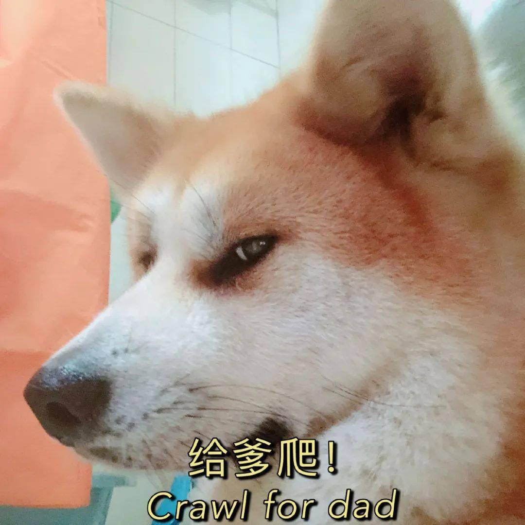 狗狗咖啡厅,狗狗旅馆,这些都让没有养狗狗的人与狗狗拉近了距离