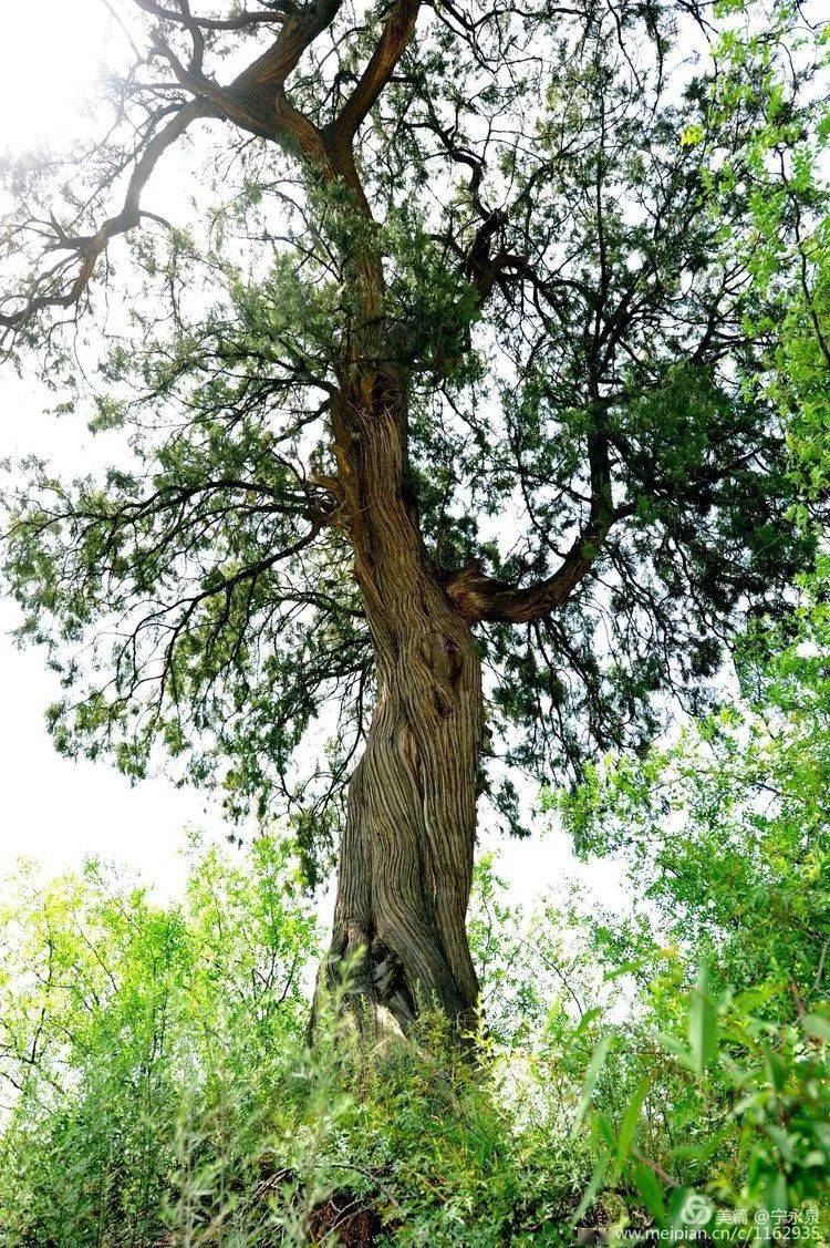 盤龍上莊村300年柏樹盤龍黨灣500年麻櫟樹西莊上莊村400年槐樹新城區