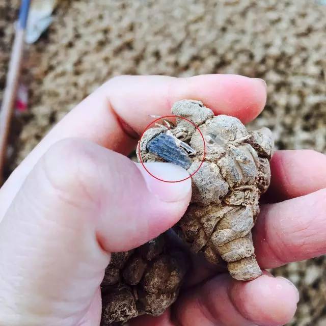 如何辨别真假三七