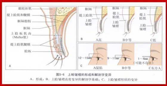 下睑缩肌解剖图片