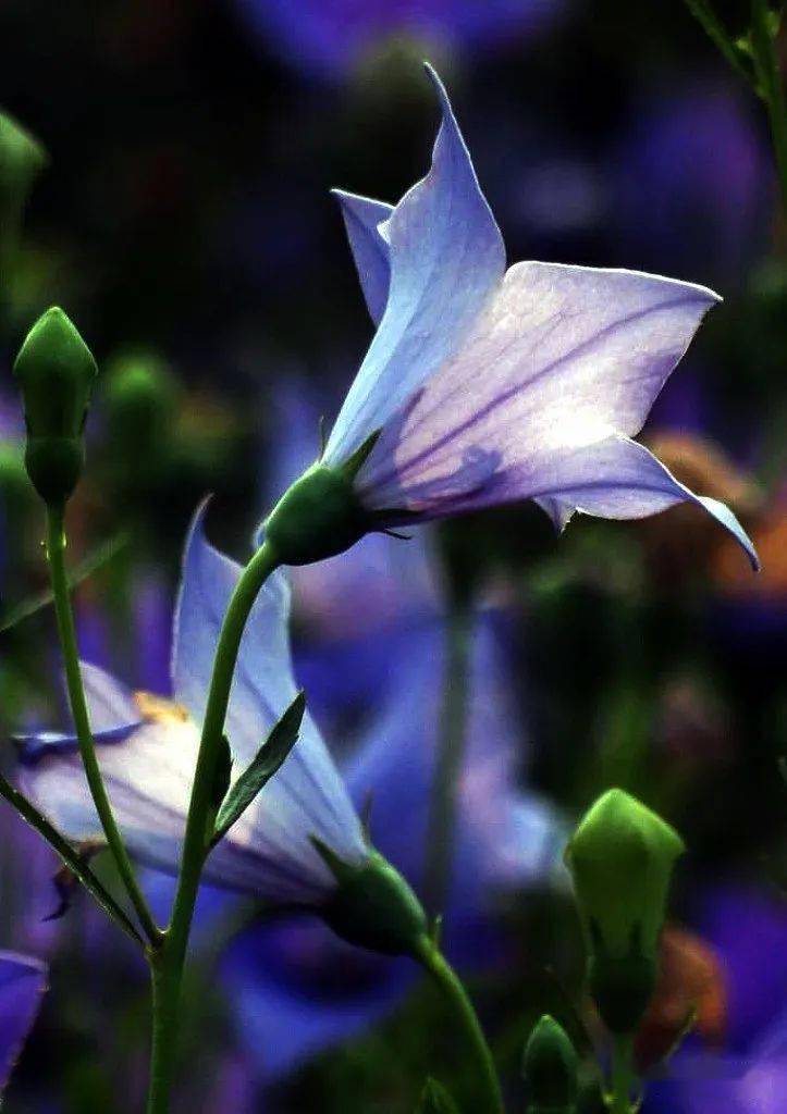 也许就能邂逅那一朵朵在这盛夏的日子里 道边的绿地中桔梗的花期挺长