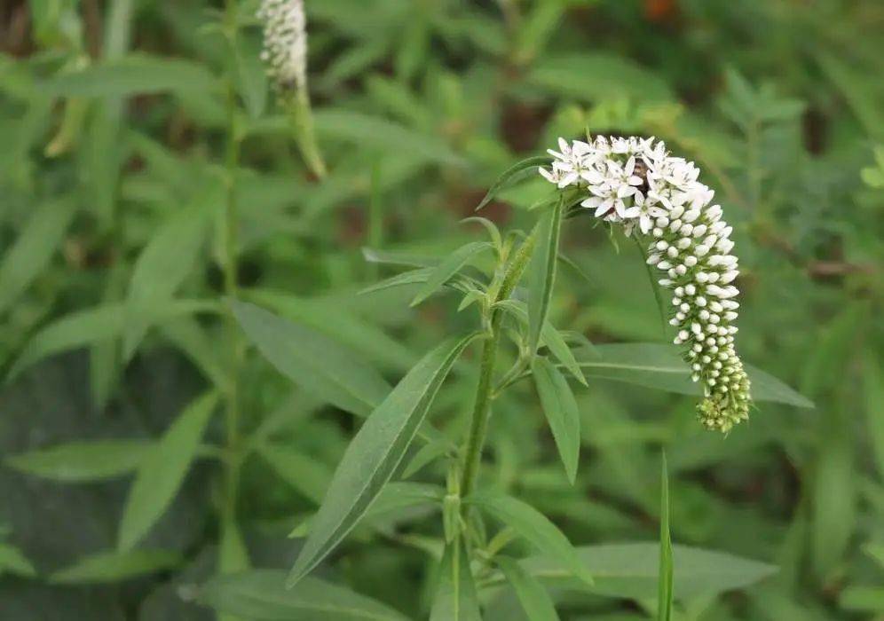 狼尾花—植物圈兒裡的尾巴黨根藥用,治婦女月經不調,紅,白帶下.