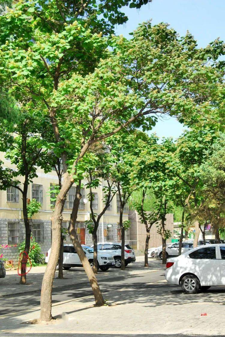 "桑梓"之梓,你见过吗?_梓树