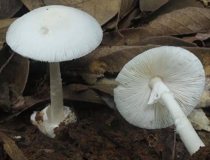 鳞柄白毒伞 裂皮鹅膏(图片来源:湖南师范大学 陈作红) 褐鳞伞 亚稀褶