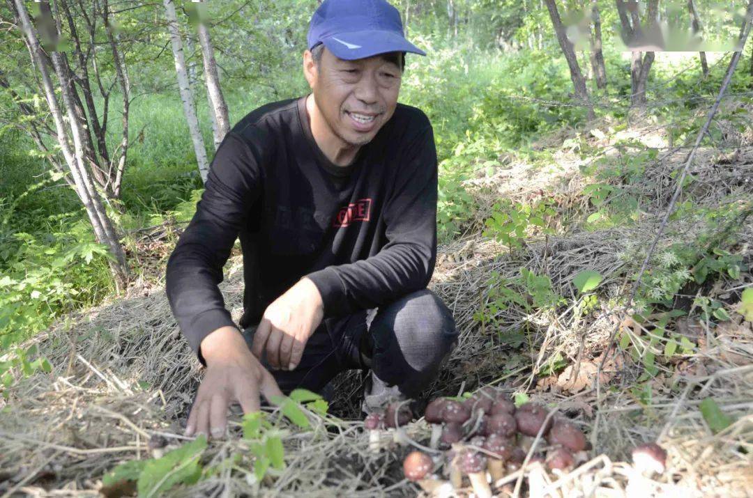 田凤春手捧一串鲜菇乐呵呵地告诉记者"基地与大连市庄河菌友食用菌