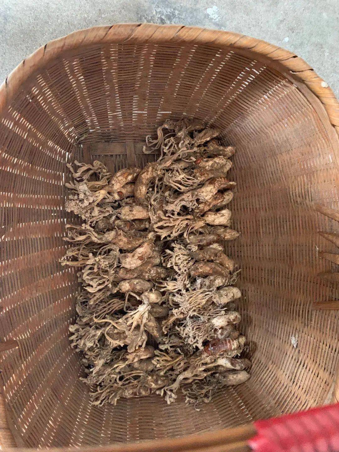 丽州本草虫非虫草非草永康这种草药生长原理与冬虫夏草相似