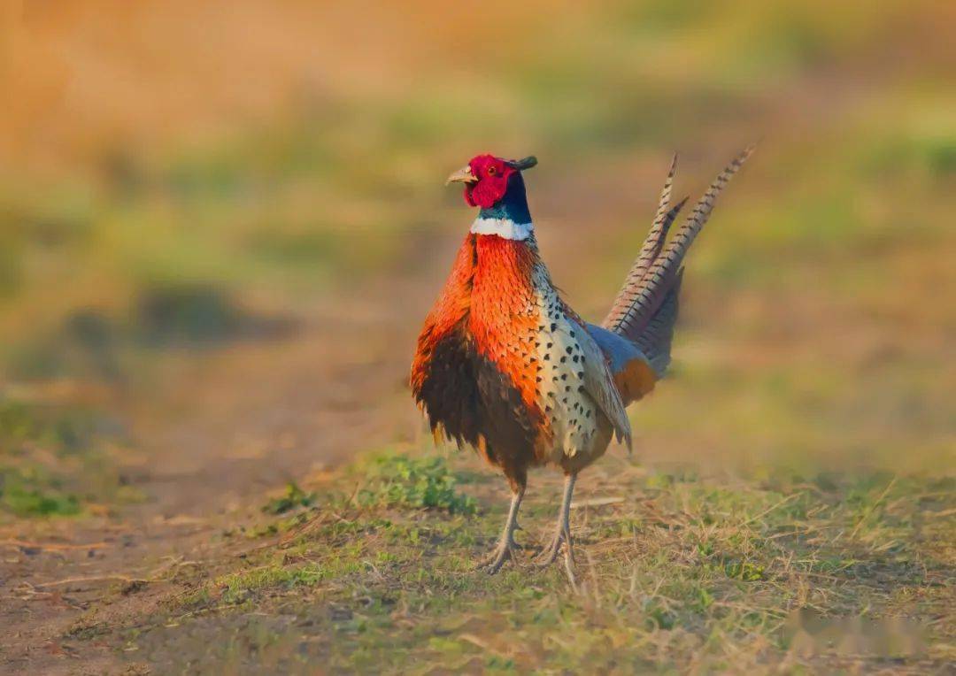 【双龙摄影】高歌起舞大吉祥——洪克志作品专辑_雉鸡